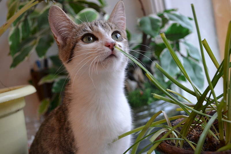 1920 X 1280 492.5 Kb       