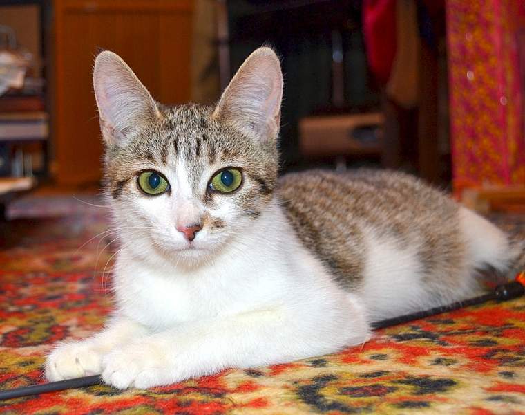 1920 X 1515 253.1 Kb       