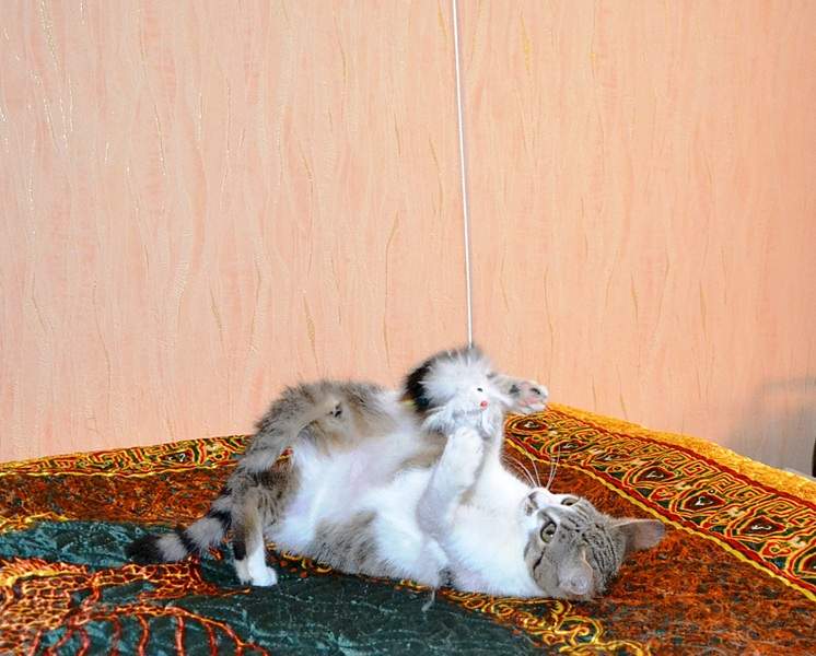 1674 X 1345 570.7 Kb       