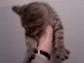 1920 X 1440 359.4 Kb 1920 X 1440 371.3 Kb  -    