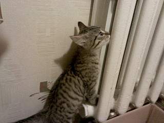 1920 X 1440 558.5 Kb 1920 X 1440 579.3 Kb 1920 X 1440 358.6 Kb 1920 X 1440 359.4 Kb 1920 X 1440 371.3 Kb  -    