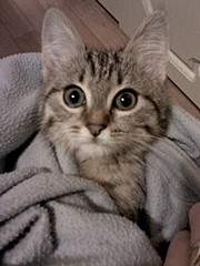 1536 X 2048 638.4 Kb 1920 X 1440 447.6 Kb  -    