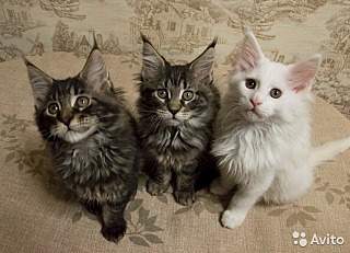 640 X 462  90.4 Kb 640 X 440  87.0 Kb 640 X 445  76.2 Kb     