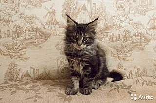 640 X 426  91.2 Kb 640 X 462  90.4 Kb 640 X 440  87.0 Kb 640 X 445  76.2 Kb     