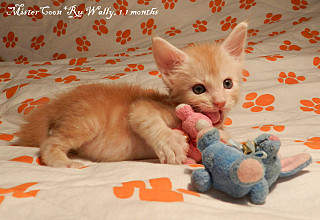 640 X 440 82.2 Kb 640 X 531 108.5 Kb      ' '  