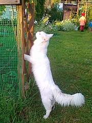 1536 X 2048 445.4 Kb 512 X 341 145.5 Kb 1920 X 2510 350.3 Kb 600 X 518 78.2 Kb     