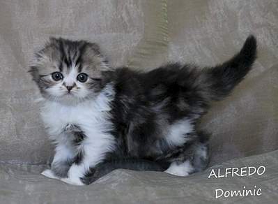 1920 X 1403 161.6 Kb  ! ! - 'Alfredo'