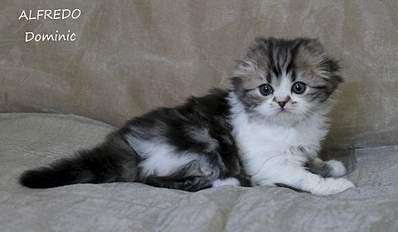 1920 X 1117 119.5 Kb 1920 X 1403 161.6 Kb  ! ! - 'Alfredo'