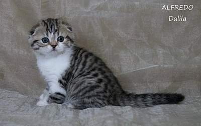 1920 X 1200 138.5 Kb 1920 X 1530 189.0 Kb 1920 X 1117 119.5 Kb 1920 X 1403 161.6 Kb  ! ! - 'Alfredo'