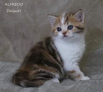 1920 X 1706 181.7 Kb  ! ! - 'Alfredo'