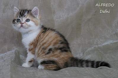 1920 X 1263 131.4 Kb 1920 X 1344 157.1 Kb 1920 X 1706 181.7 Kb  ! ! - 'Alfredo'