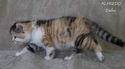 1920 X 1056 115.3 Kb 1920 X 1263 131.4 Kb 1920 X 1344 157.1 Kb 1920 X 1706 181.7 Kb  ! ! - 'Alfredo'