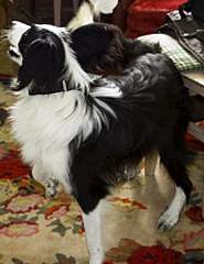 768 X 996 117.3 Kb 978 X 768 107.1 Kb      -