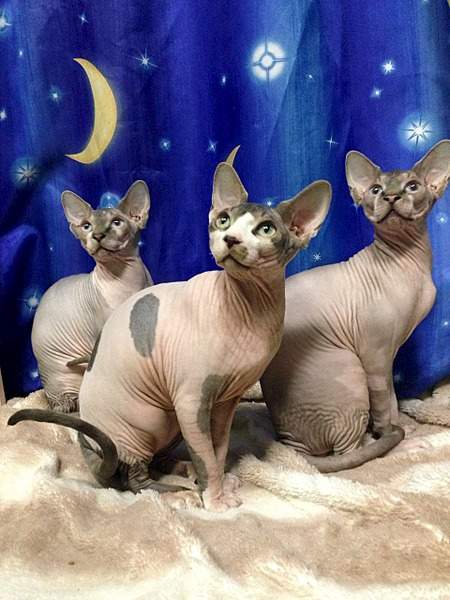 1920 X 2560 358.6 Kb ^~^ Канадский Сфинкс ^~^ Элитные кошки- для ценителей Шика !
