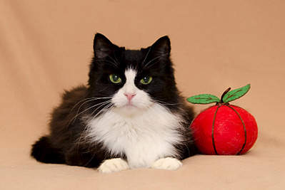 1920 X 1284 386.1 Kb  ,      .