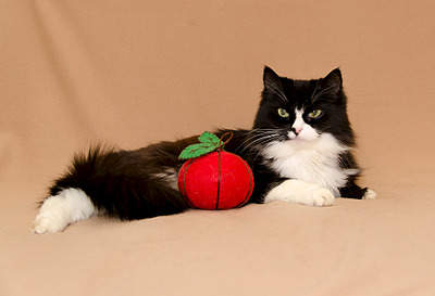 1920 X 1311 420.2 Kb  ,      .