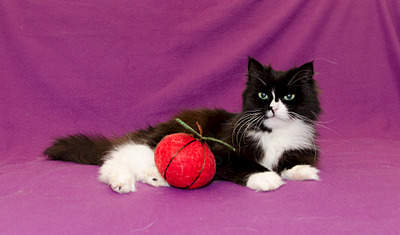 1920 X 1128 477.2 Kb  ,    ,   .