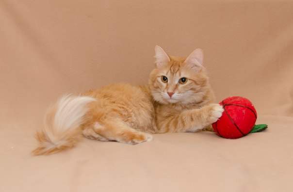 604 x 396 1919 X 1279 549.7 Kb Солнечный котик Персик ищет семью!