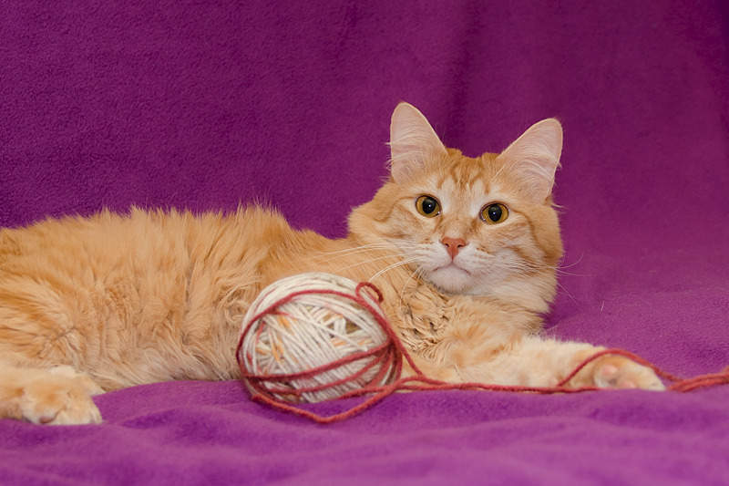 1919 X 1279 549.7 Kb Солнечный котик Персик ищет семью!