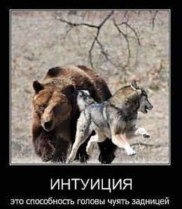608 X 700 66.7 Kb Состязания и испытания собак