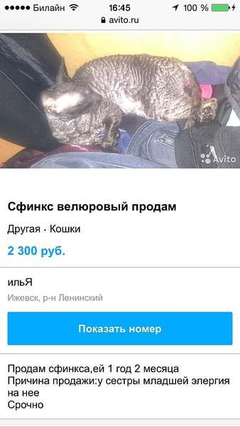 640 X 1136 151.0 Kb Лохотрон или продажа дворняжек под видом породы