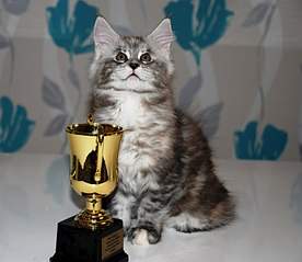 807 X 700 76.6 Kb 1920 X 2039 357.4 Kb   -  -