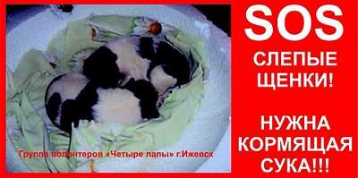960 X 478 88.4 Kb СОС! Срочно нужна кормящая сука!