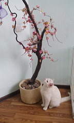 1728 X 2880 637.1 Kb 614 X 1024 66.9 Kb 1208 X 1024 140.8 Kb      