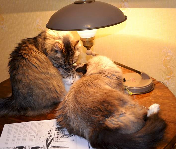 1920 X 1626 251.6 Kb       