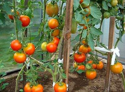 571 X 421  74.5 Kb 390 x 250  