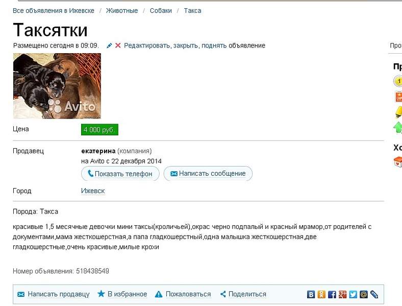 877 X 667  50.8 Kb Лохотрон или продажа дворняжек под видом породы