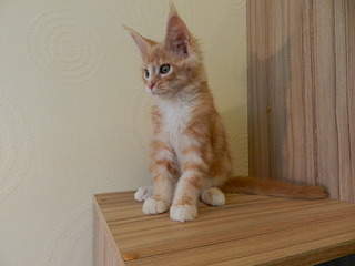 1920 X 1440 556.9 Kb      ' '  