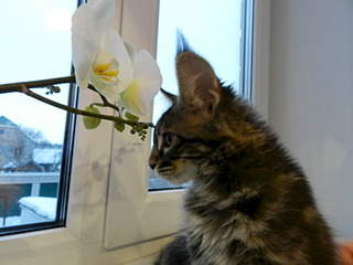 1920 X 1440 462.4 Kb      ' '  