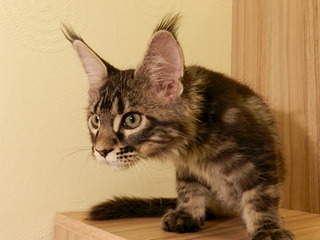 1920 X 1440 531.5 Kb      ' '  