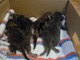 1920 X 1440 201.9 Kb 1920 X 1440 779.6 Kb      