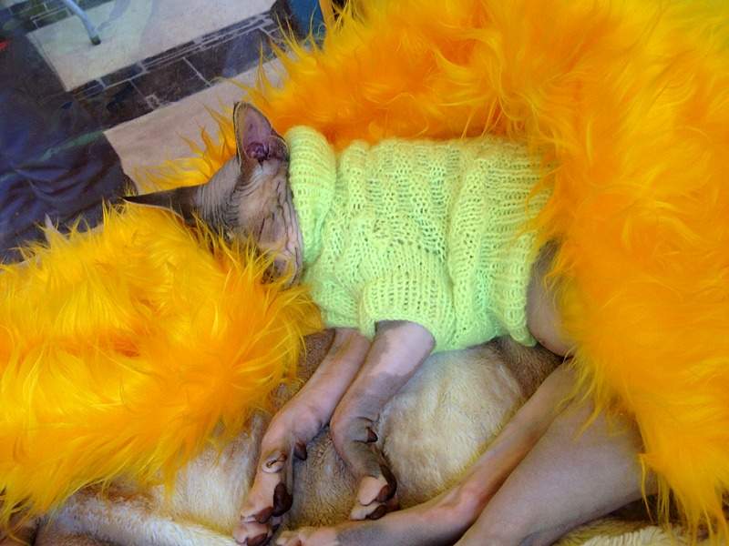 1920 X 1440 511.9 Kb ^~^ Канадский Сфинкс ^~^ Элитные кошки- для ценителей Шика !