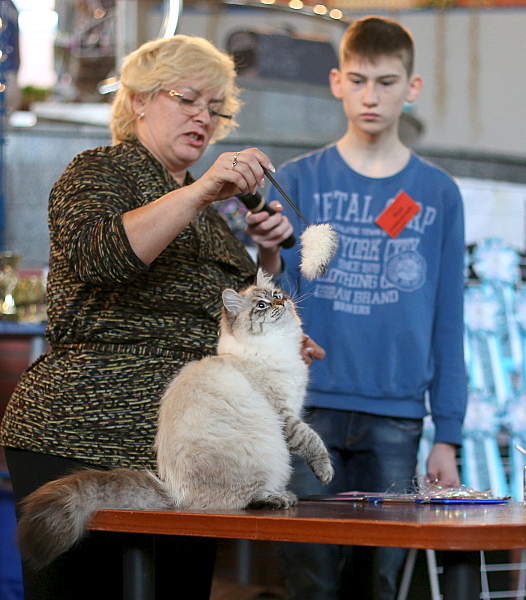 1052 X 1200 685.4 Kb 1200 X 759 547.3 Kb 1200 X 993 606.9 Kb 28 фев-1 марта 2015, ВЫСТАВКА КОШЕК КЛК 'Кошки.RU'