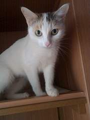 605 X 807  59.3 Kb 605 X 807  61.1 Kb  .    .