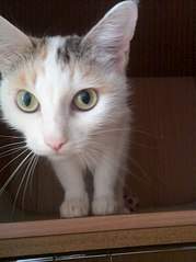 605 X 807  71.2 Kb 605 X 807  59.3 Kb 605 X 807  61.1 Kb  .    .