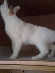 605 X 807  56.7 Kb 605 X 807  71.2 Kb 605 X 807  59.3 Kb 605 X 807  61.1 Kb  .    .