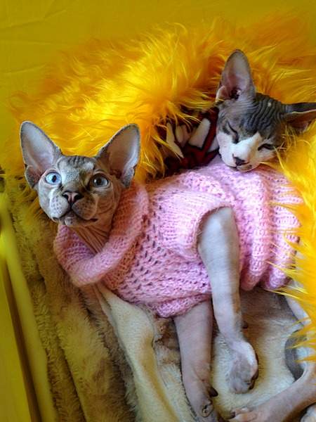 1920 X 2560 1017.0 Kb ^~^ Канадский Сфинкс ^~^ Элитные кошки- для ценителей Шика !