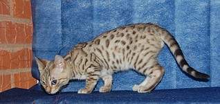 1883 X 885 404.1 Kb 1920 X 1288 600.3 Kb ��������� - ����� ������� �� 'Bengal's' litter 'B'