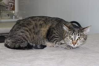 604 X 403 47.6 Kb 8    ...