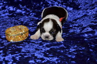 1920 X 1271 372.5 Kb  -