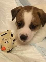 1920 X 2560 410.0 Kb 720 X 1280 185.8 Kb    