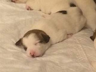 1920 X 1440 195.3 Kb    