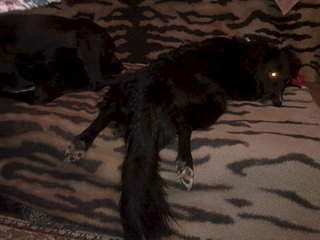 1920 X 1440 253.9 Kb 