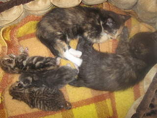 1920 X 1440 853.2 Kb      