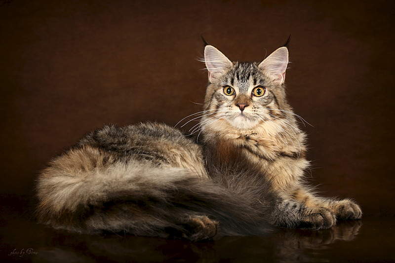 1920 X 1280 446.5 Kb 1920 X 1645 403.3 Kb  - 