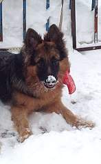 367 X 599  48.0 Kb 576 X 599  89.0 Kb  